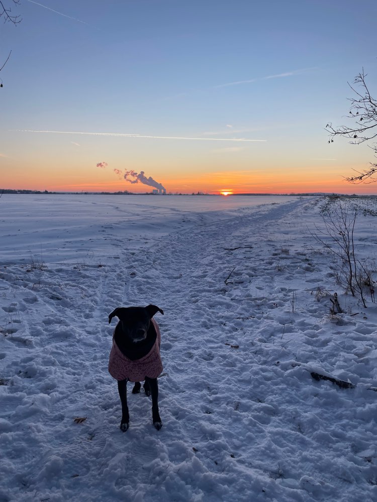 Hundetreffen-Spazierfreunde gesucht – entspannte Hunderunden im Raum Leipzig🐶🐾-Profilbild