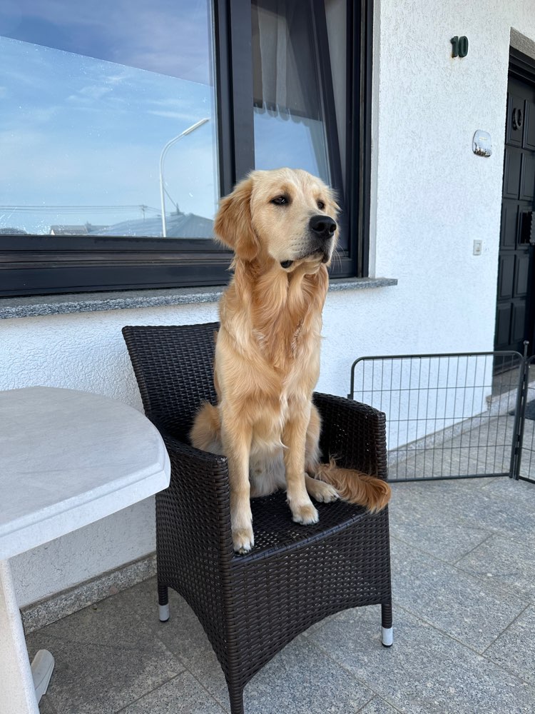 Hundetreffen-Spiel- und Spaziergangtreffen-Profilbild