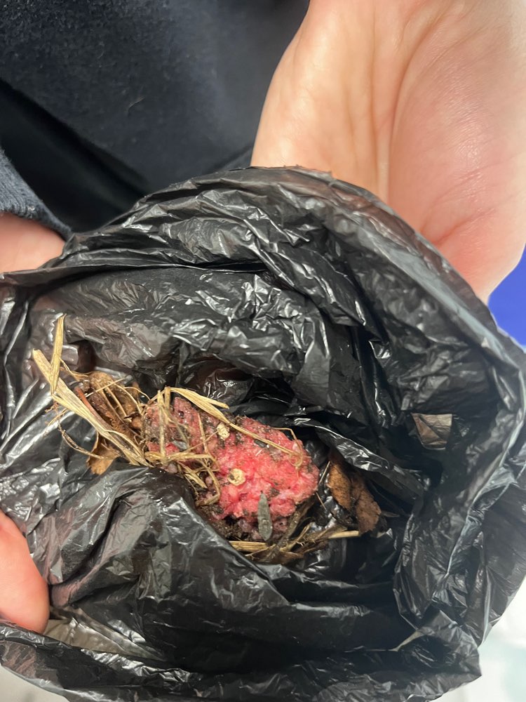 Giftköder-Giftköder-Profilbild