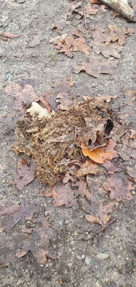 Giftköder-Nester vom Eichenprozessionsspinner-Profilbild