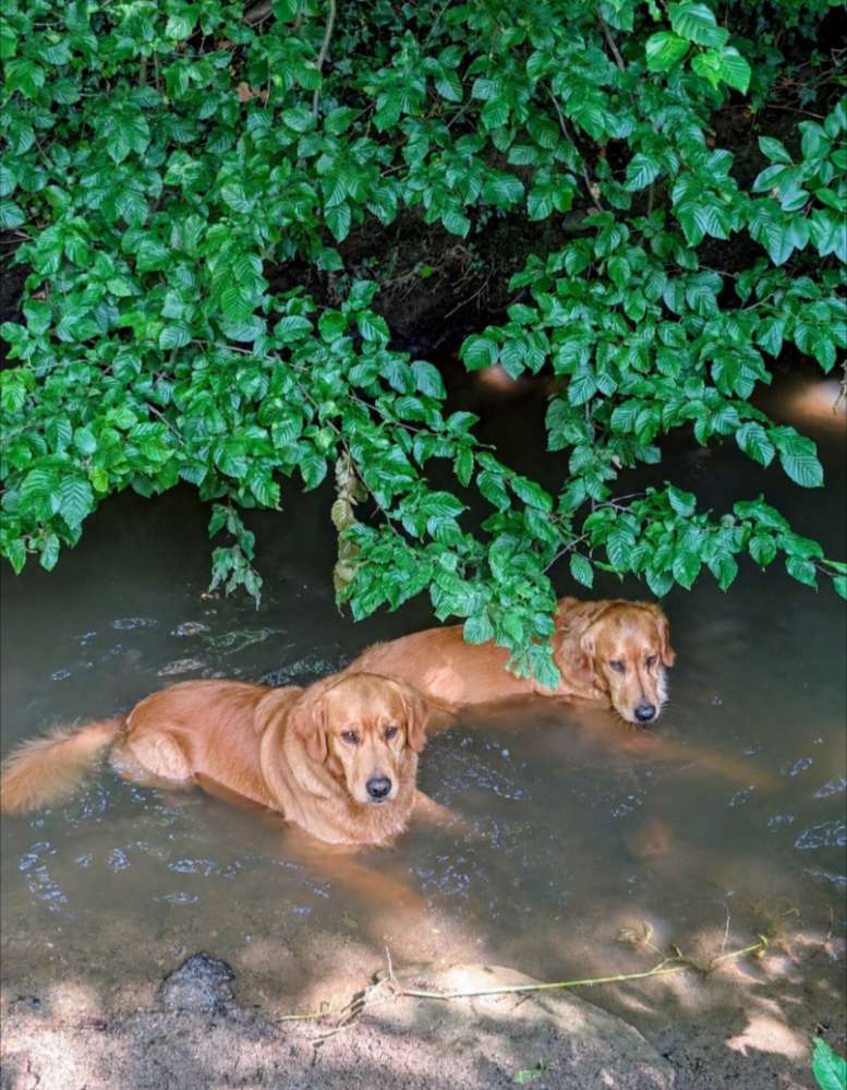 Hundetreffen-Spieltreffen-Profilbild