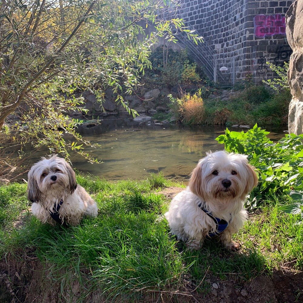 Hundetreffen-Gemeinsamer Hundespaziergang-Profilbild