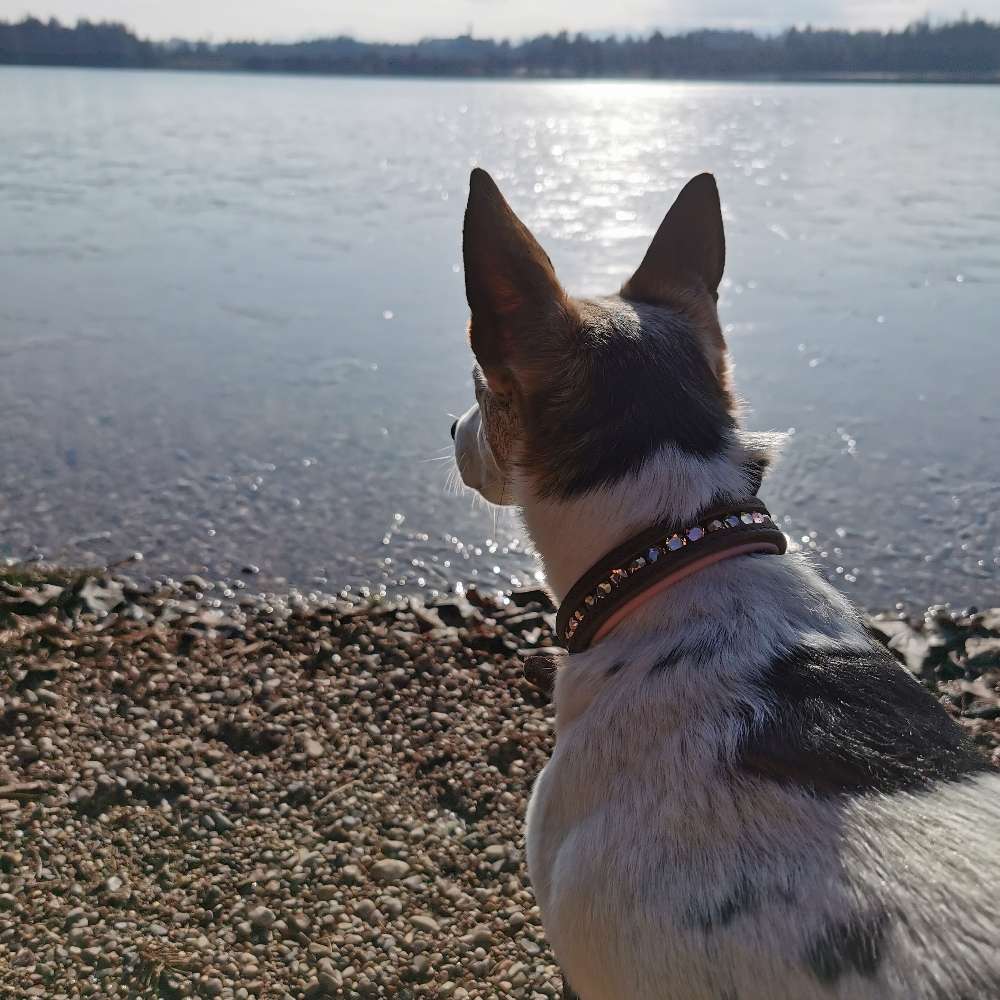 Hundetreffen-Gassi gehen oder wandern-Profilbild