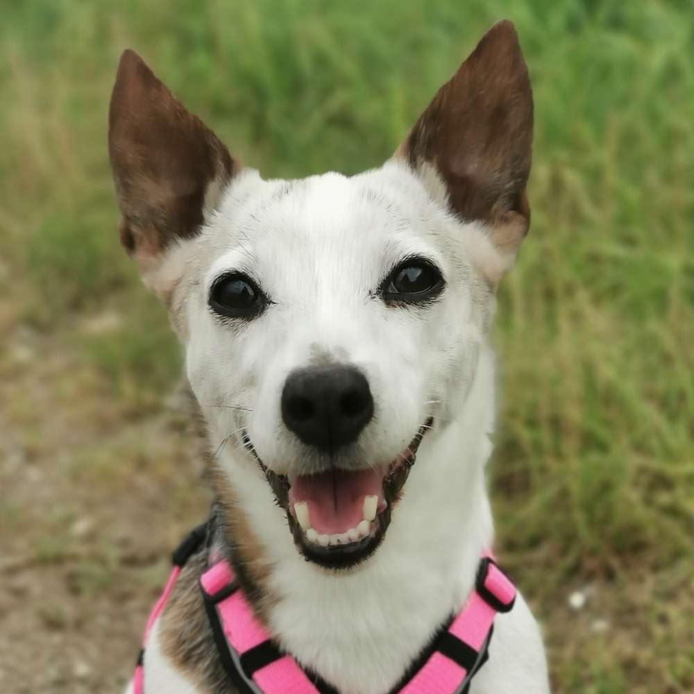 Hundetreffen-Wandern, spazieren gehen-Profilbild