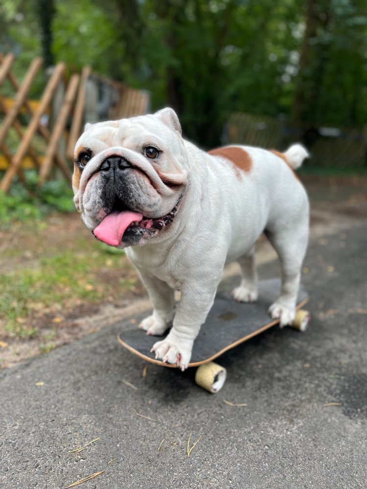 Hundetreffen-Spiel-und Gassirunde am Kauli-Profilbild
