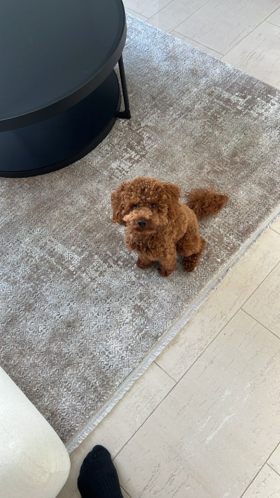 Hundetreffen-Spieltreffen im Garten (Alternativ Spaziergang im nahegelegenen Wäldchen)-Profilbild