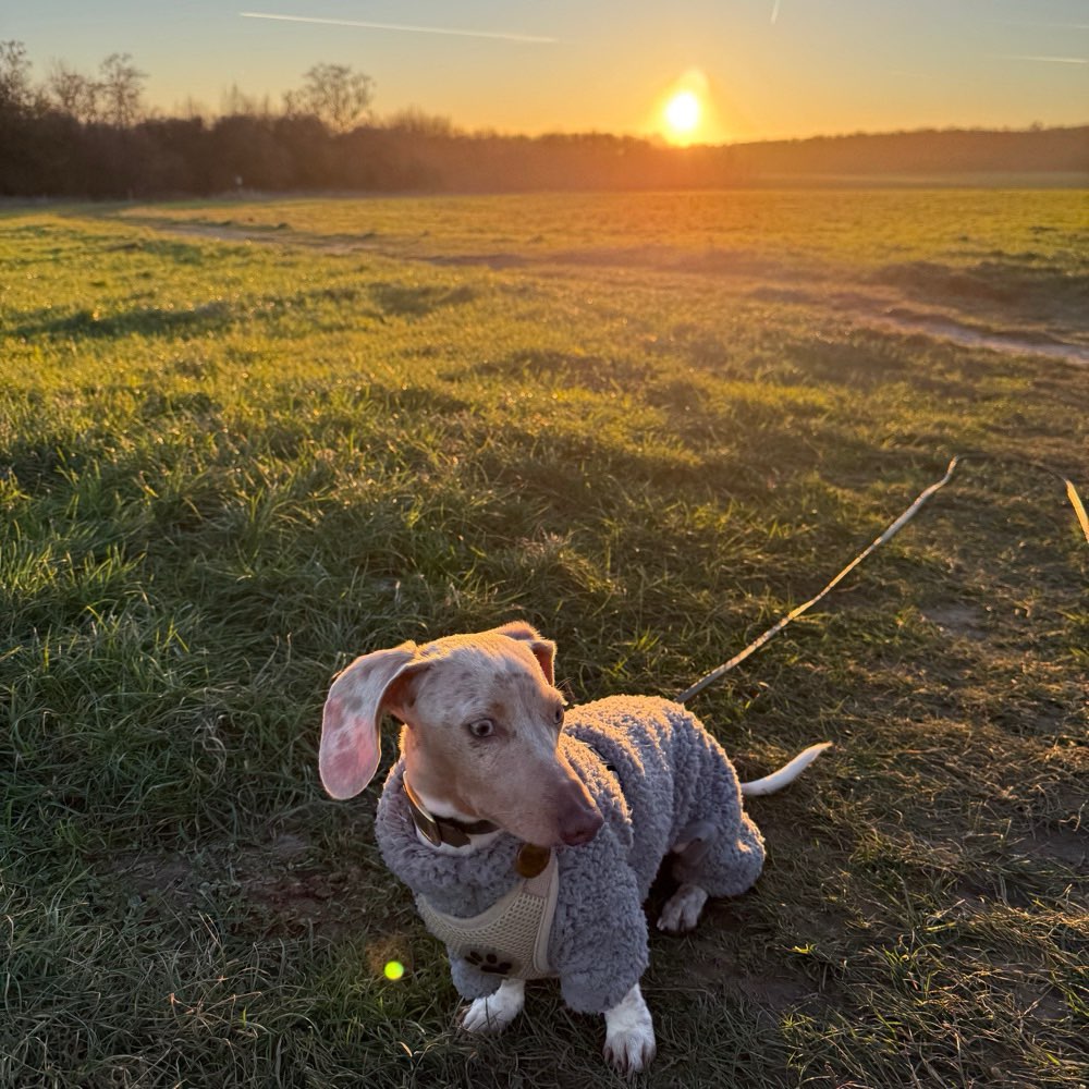 Hundetreffen-Kleiner Spielfreund gesucht-Profilbild