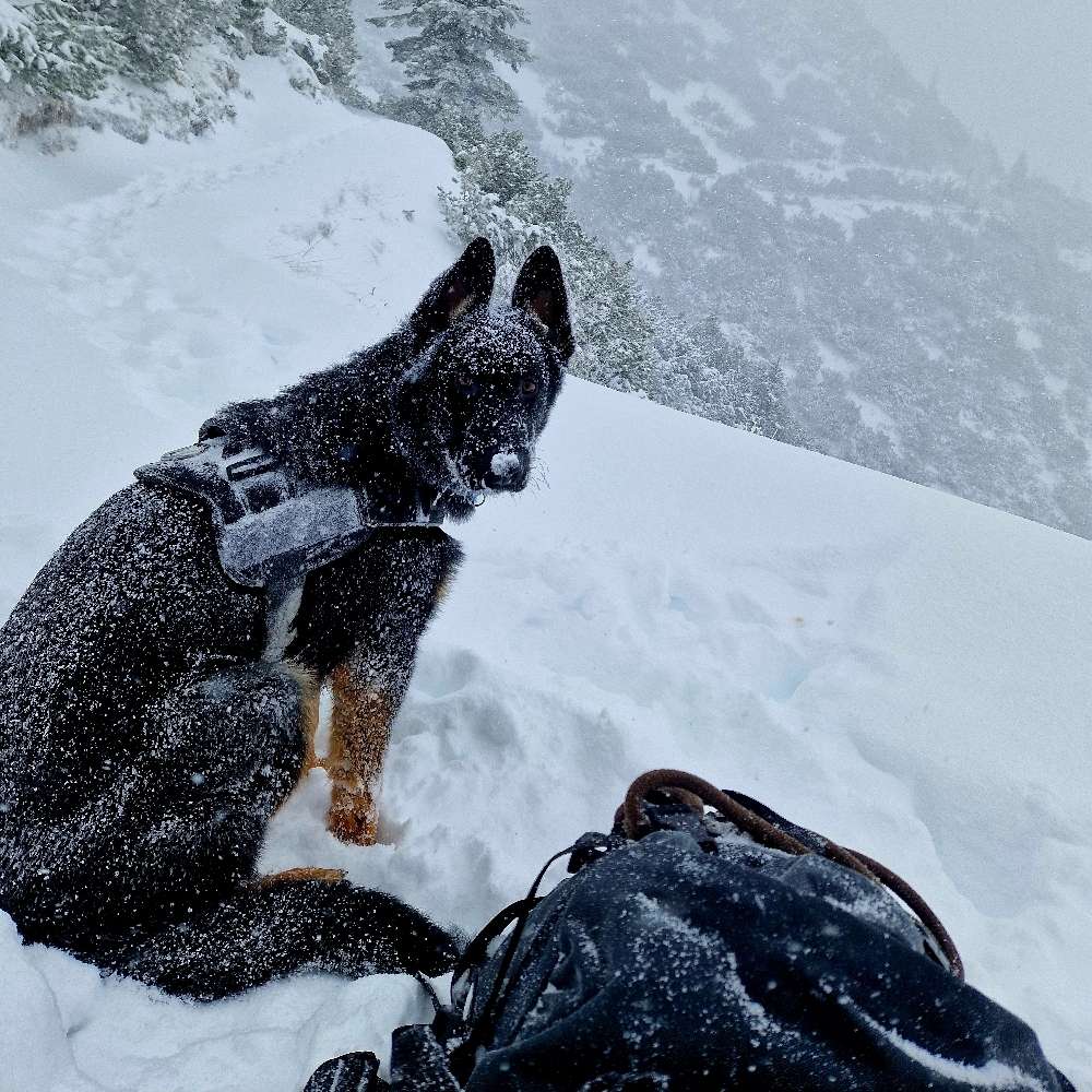 Hundetreffen-Gassi oder spiel runde um neue bekanntschaften zu machen-Profilbild