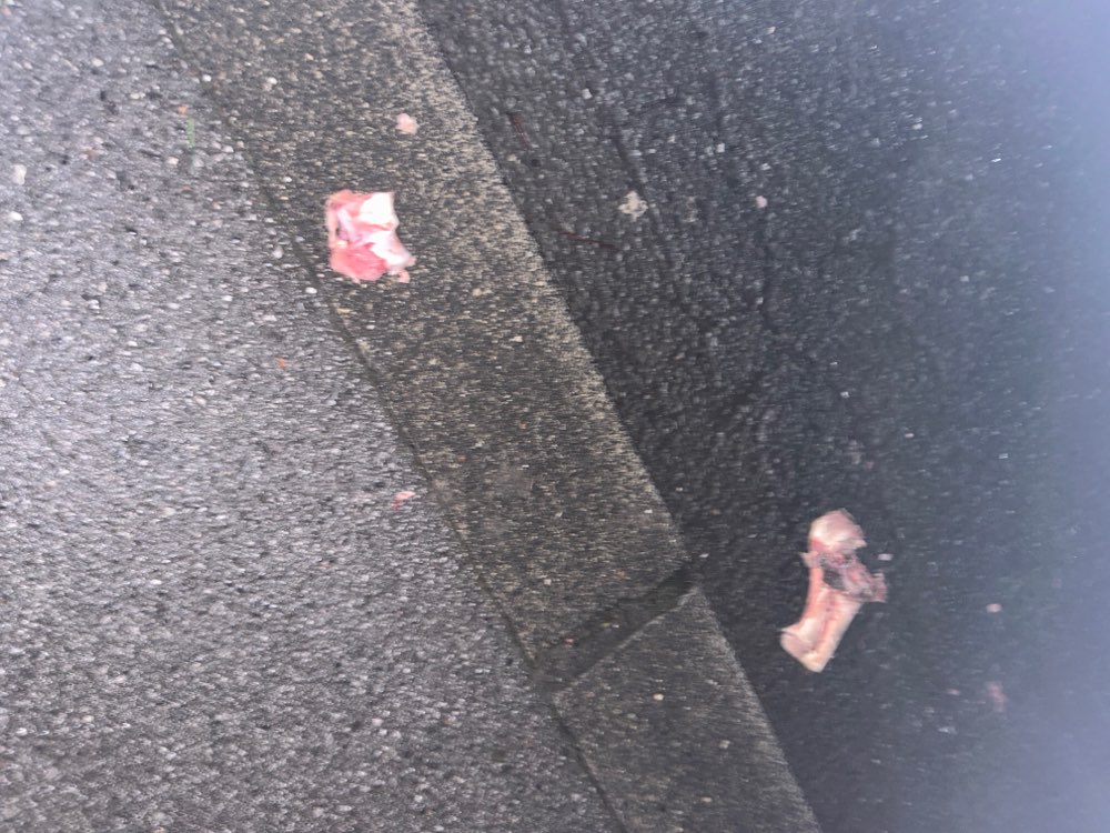 Giftköder-Vermutlich Giftköder-Profilbild