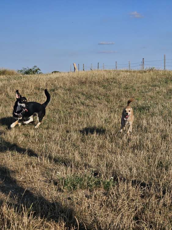 Hundetreffen-Hundezone Retz-Profilbild