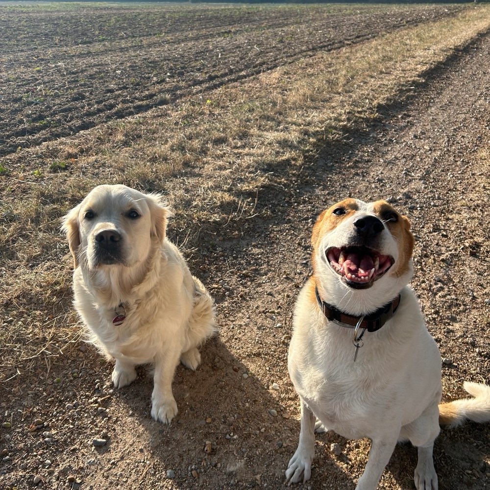 Hundetreffen-Hundekontakte/Spielerunde-Profilbild