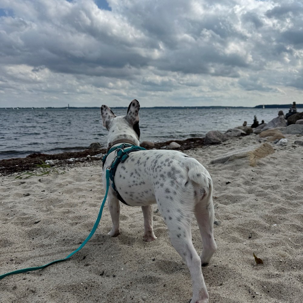 Hundetreffen-Gemeinsames trainieren und spielen-Profilbild