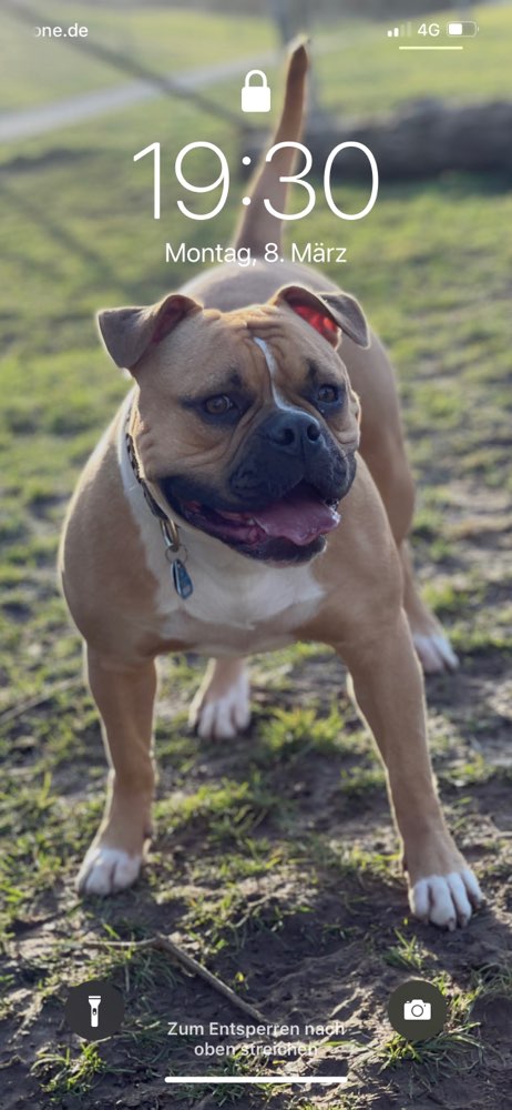 Hundetreffen-Spiel & Gassifreunde gesucht-Profilbild