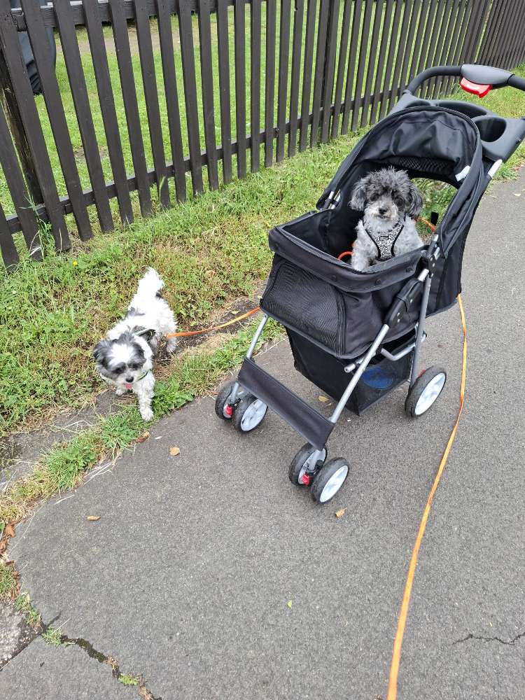 Hundetreffen-Gassirunden in Konz-Profilbild