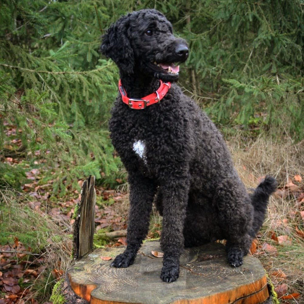 Hundetreffen-Gassirunde im Eltville-Profilbild