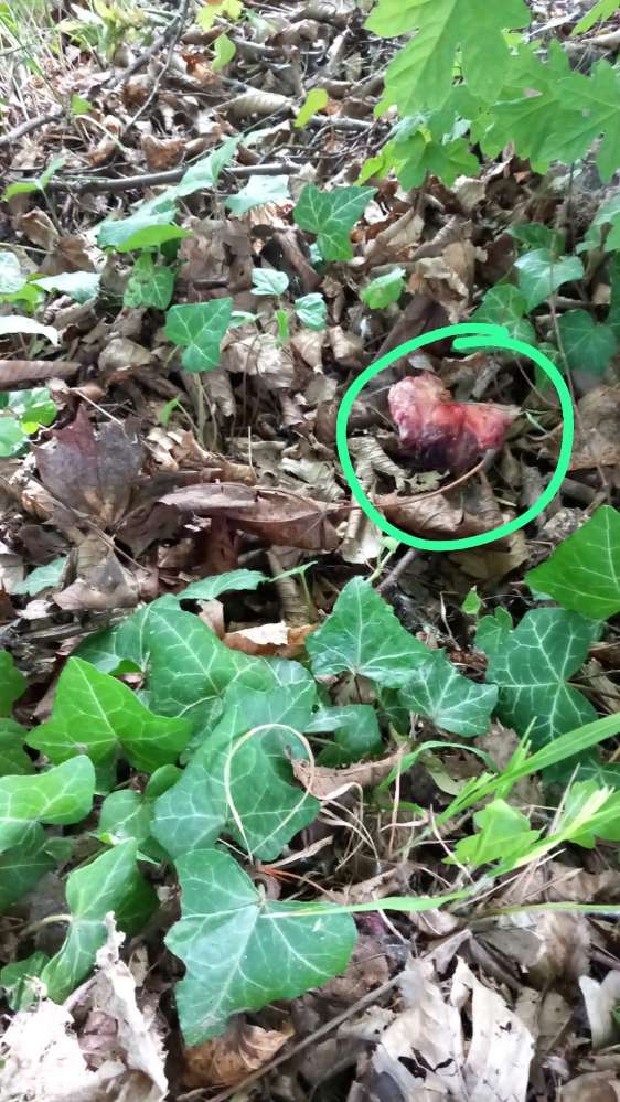 Giftköder-Giftköder in Klingenberg-Profilbild