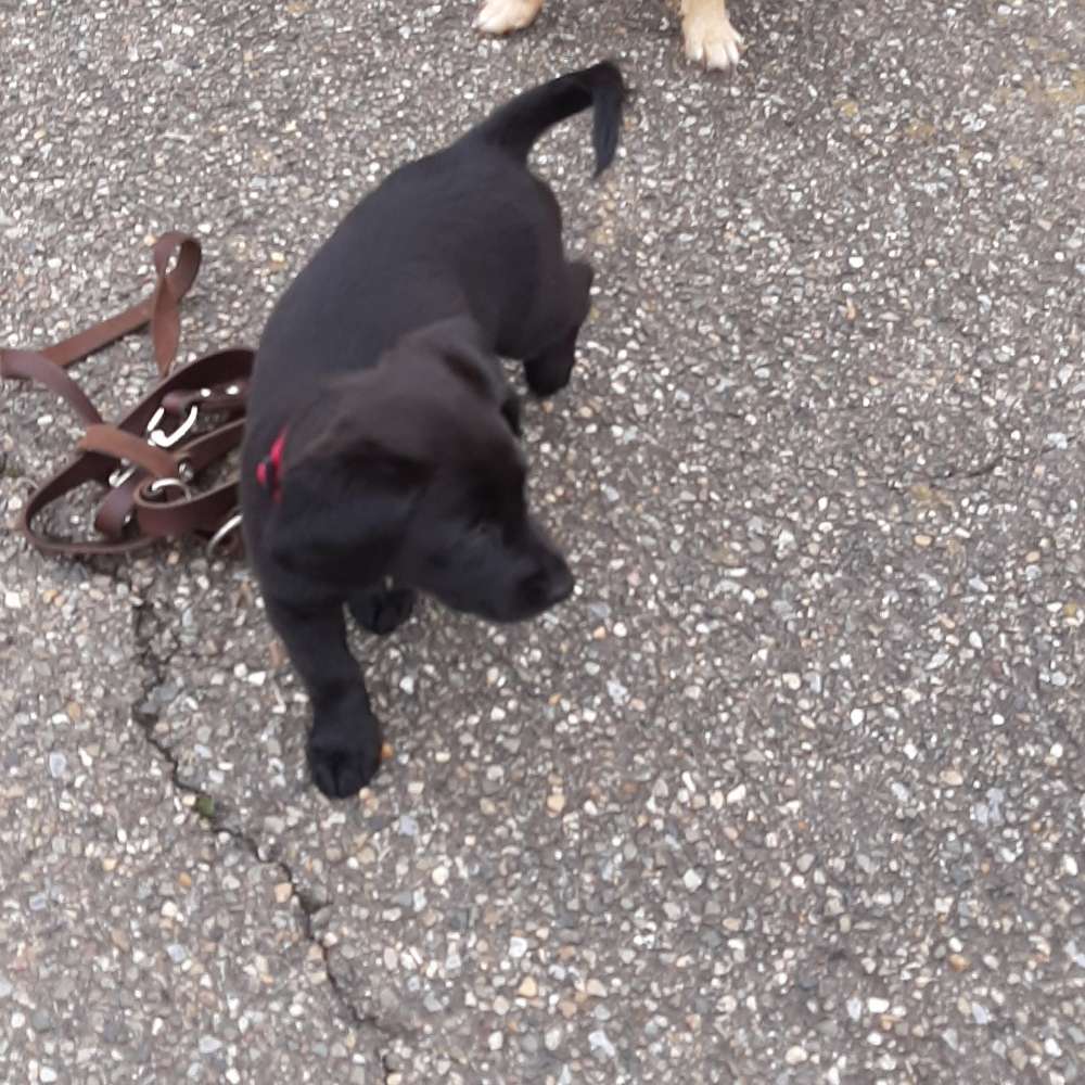 Hundetreffen-Welpen spiele treff-Profilbild