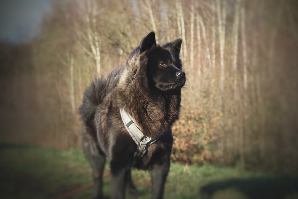 Hundetreffen-Treffen und spielen-Profilbild