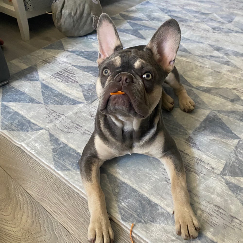 Hundetreffen-Junghund Treffen zum toben und spielen , Bochum, Gelsenkirchen-Profilbild