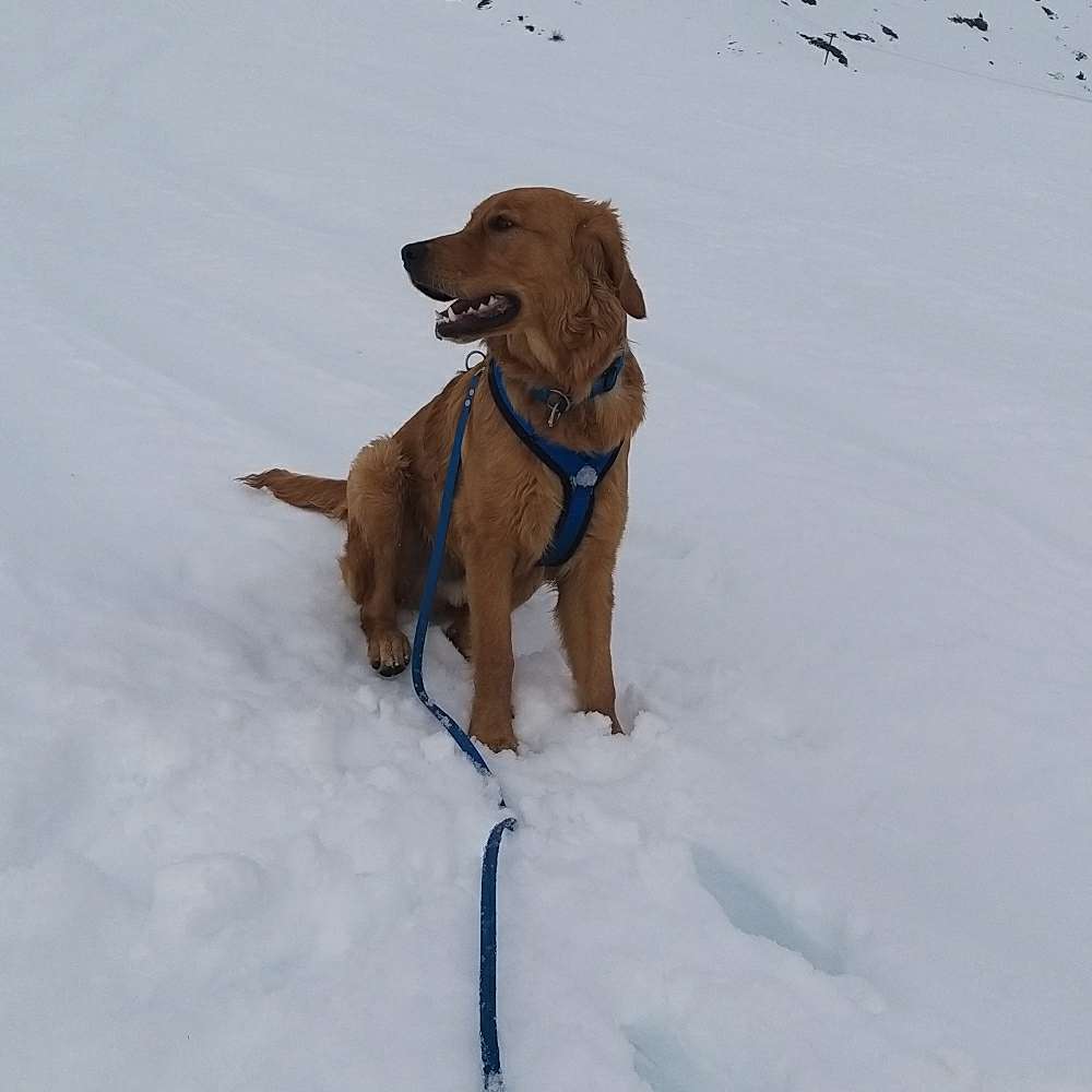 Hundetreffen-Spielen und Toben, gemeinsam Laufen-Profilbild