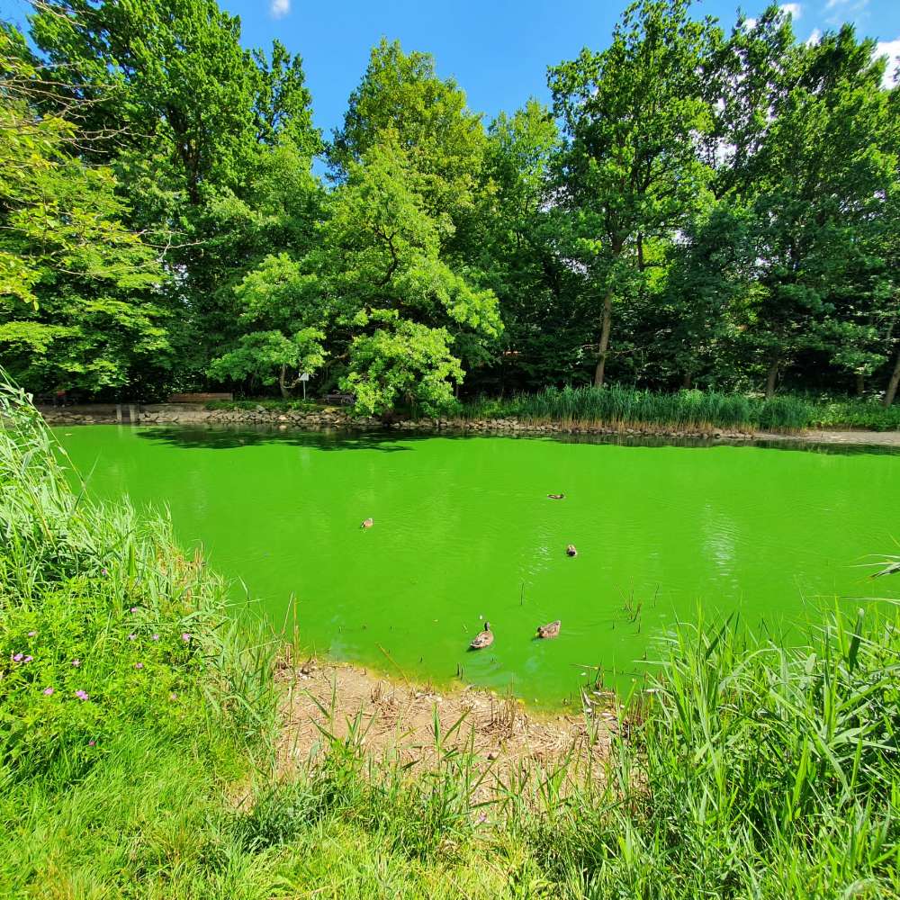 Giftköder-Verdacht auf Cyanobakterien (Blaualgen)-Profilbild