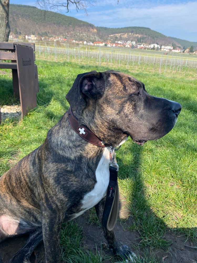 Hundetreffen-Souveräner Spielfreund gesucht-Profilbild