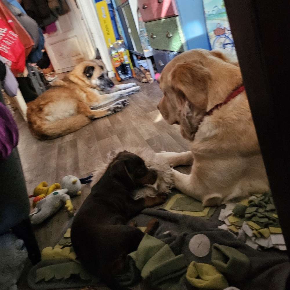 Hundetreffen-Welpen oder  Junghund spielen / Toben-Profilbild