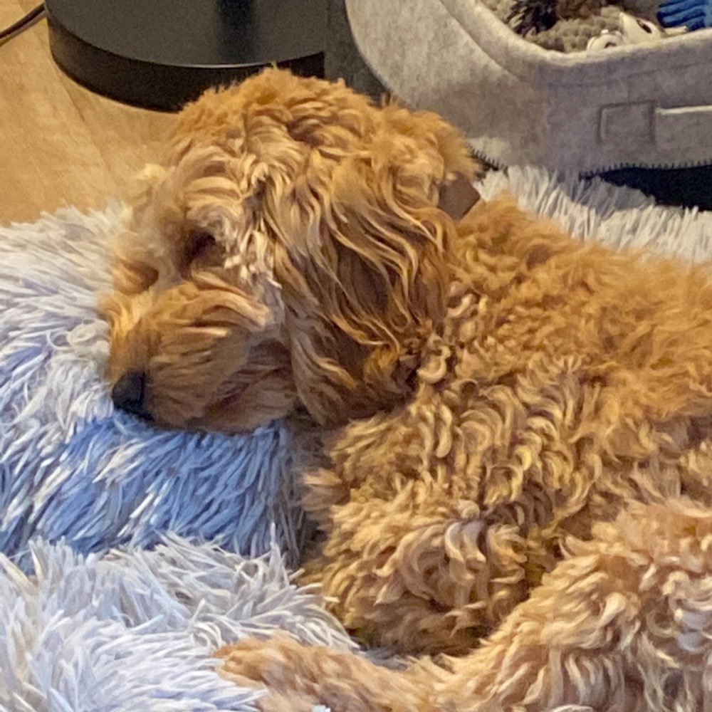 Hundetreffen-Gemeinsame Gassirunde-Profilbild