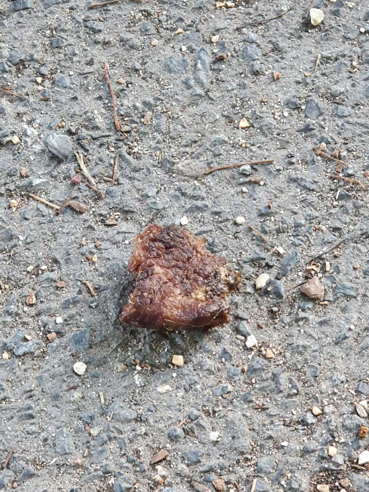 Giftköder-Eventuell Giftköder-Profilbild