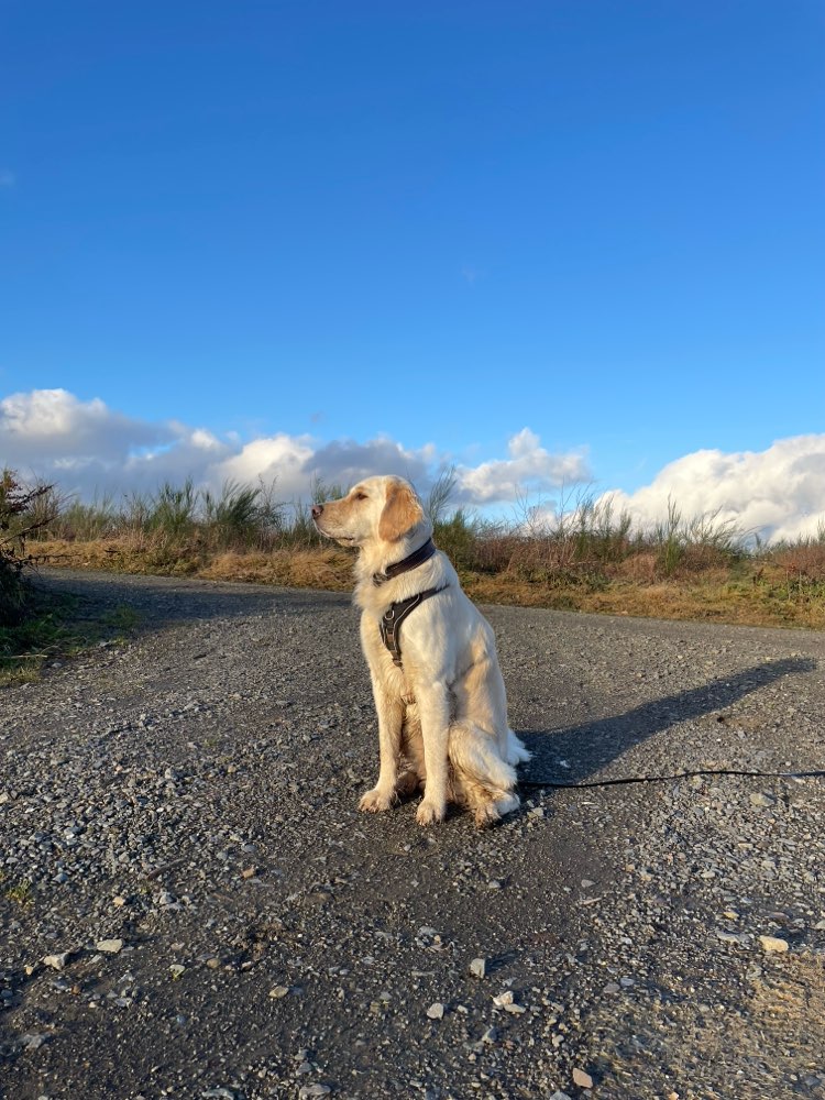 Hundetreffen-Gemeinsame Spaziergänge zum Üben und Spielen 🐕-Profilbild