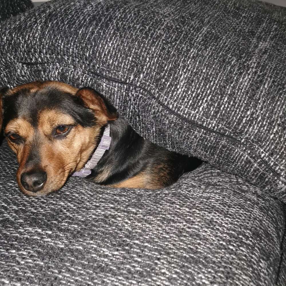 Hundetreffen-Gassikumpel gesucht /klein mittel-Profilbild