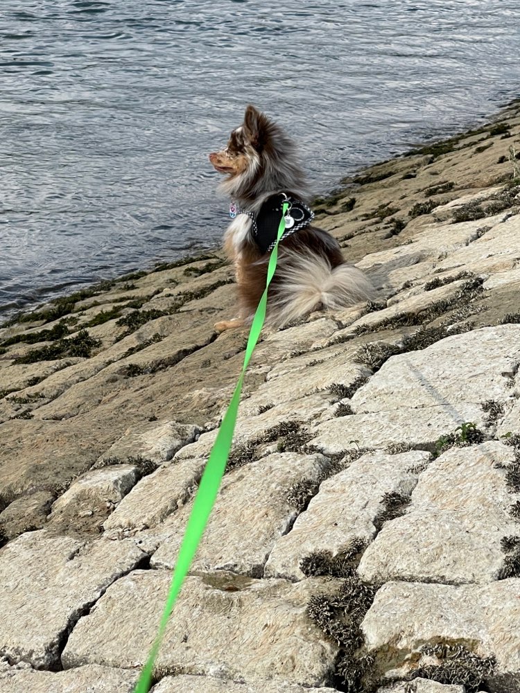 Hundetreffen-Kennenlern Runde-Profilbild