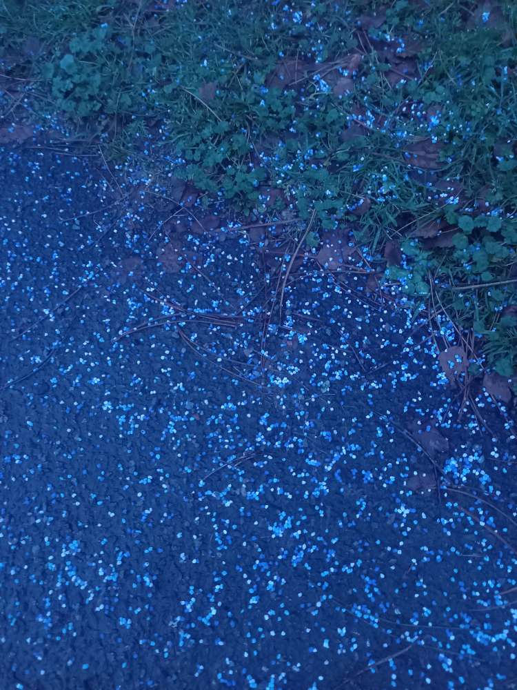 Giftköder-Blaukorn?-Profilbild