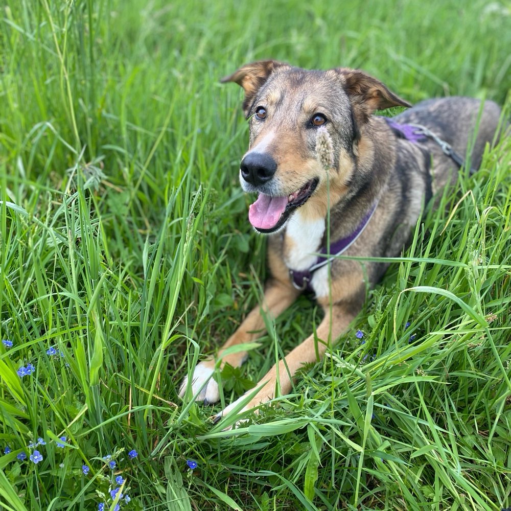 Hundetreffen-Hundetreff / SocialWalk/ Spielrunde-Profilbild