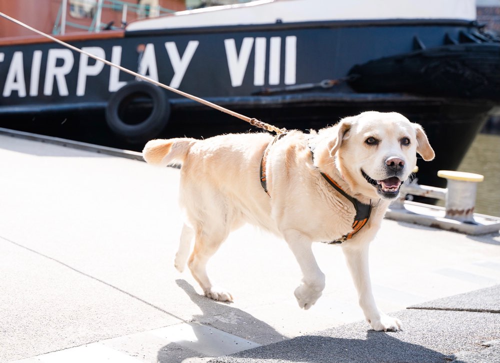 Hundetreffen-Mantrail - für alle 🐾-Profilbild