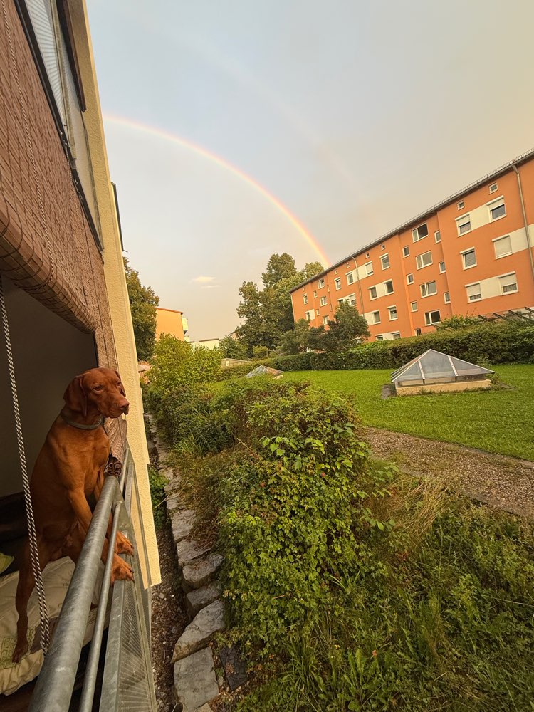 Hundetreffen-Spiel- oder Trainingstreffen-Profilbild