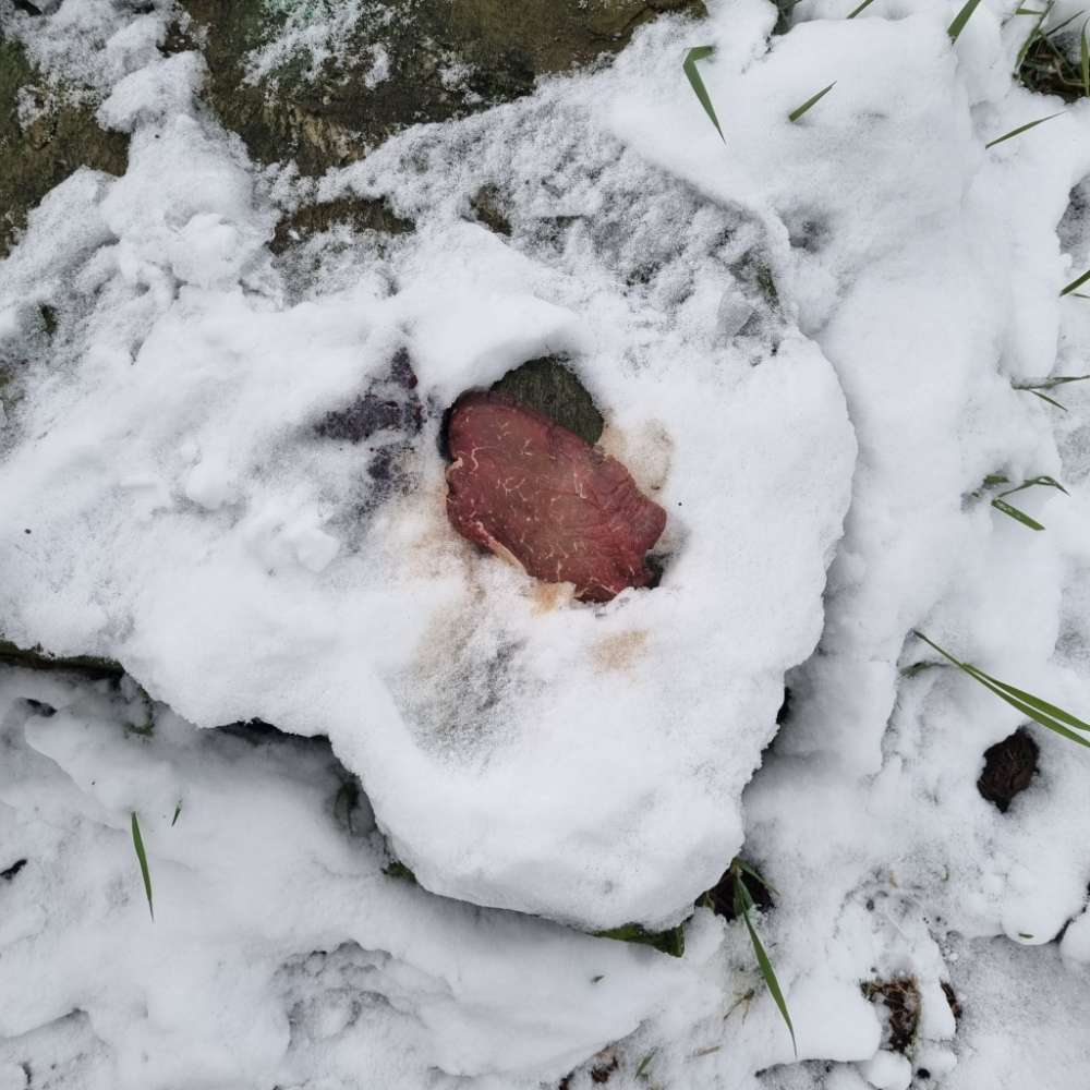 Giftköder-Ausgelegtes Fleisch-Profilbild