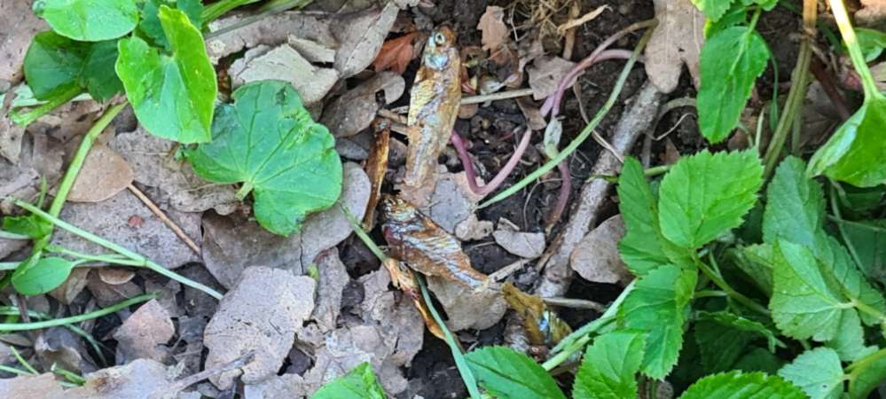 Giftköder-ausgelegte Sprotten entdeckt evtl Giftkö-Profilbild
