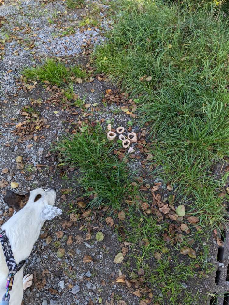 Giftköder-Ausgelegte Markknochen-Profilbild