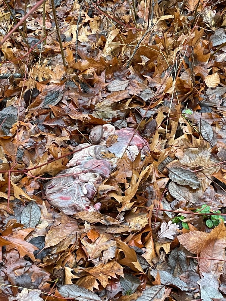 Giftköder-Giftköder-Profilbild