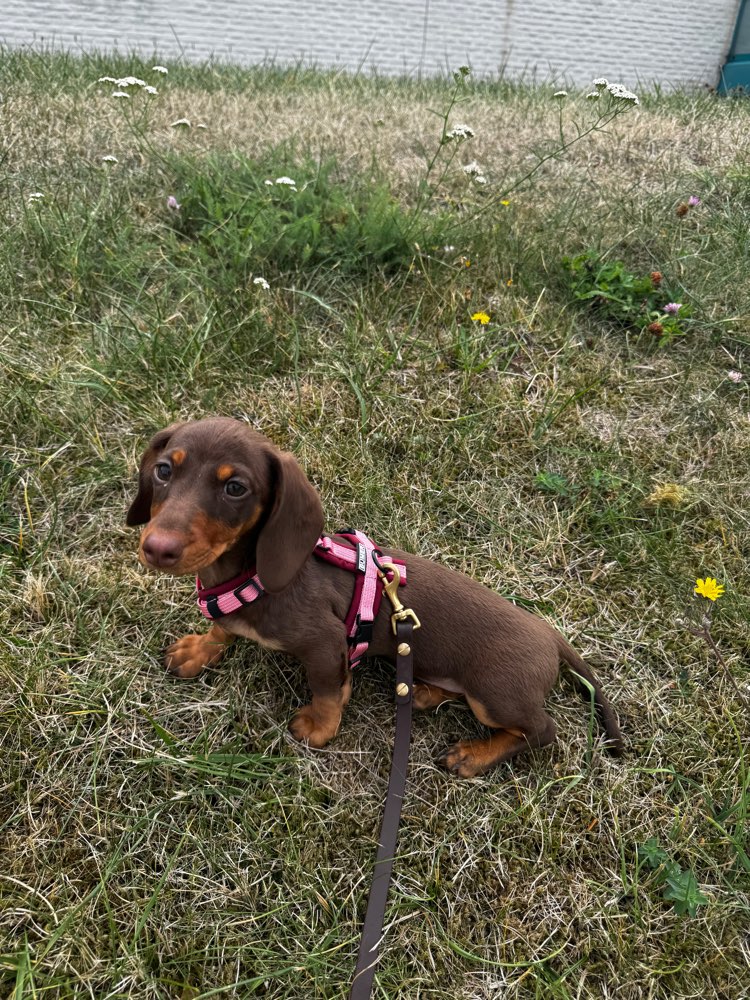 Hundetreffen-Karli sucht kleine Trainingspartner🐶👧-Profilbild