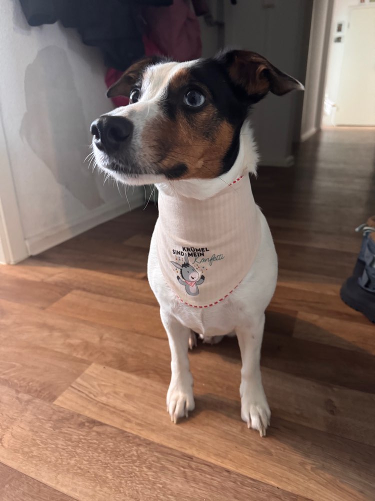 Hundetreffen-Spielerunde an der wuhle-Profilbild