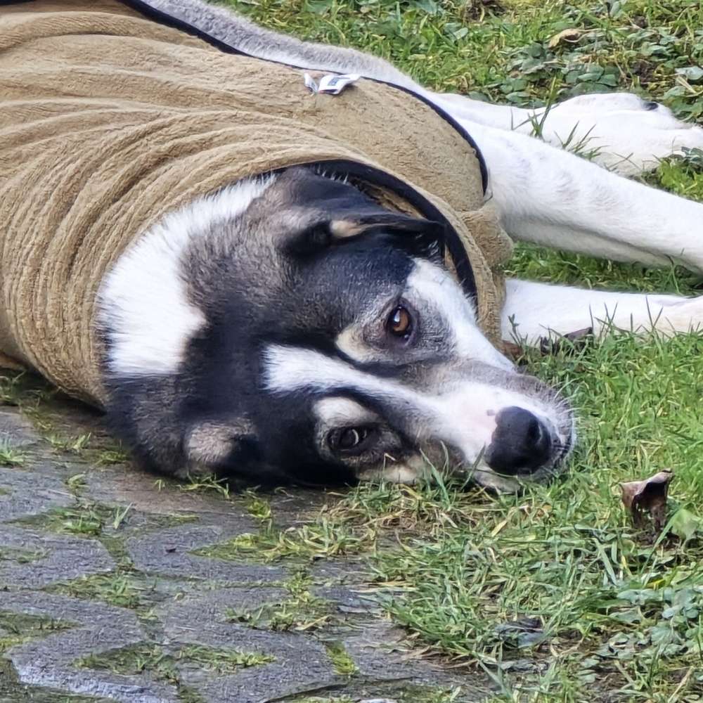Hundetreffen-Gassirunde mit Ferdi-Profilbild