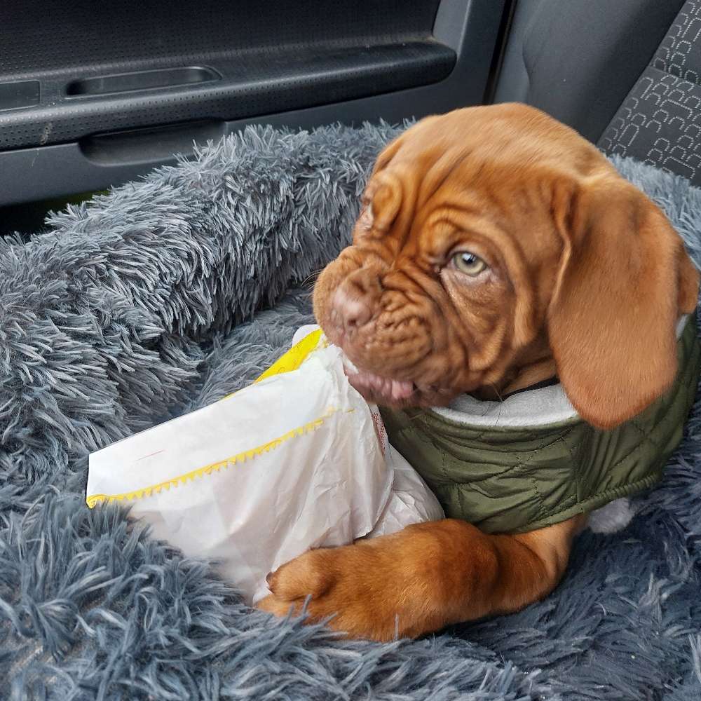 Hundetreffen-Welpentreffen-Profilbild