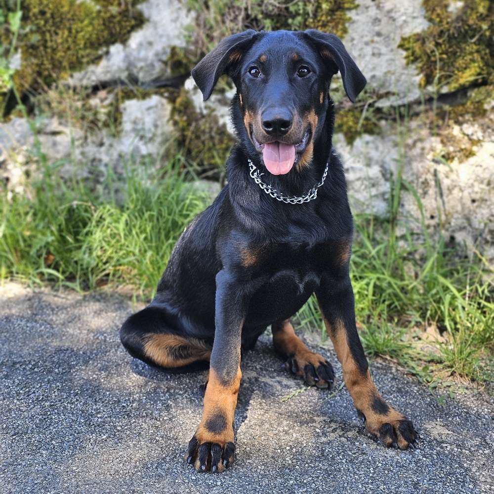 Hundetreffen-Welpentreff-Profilbild