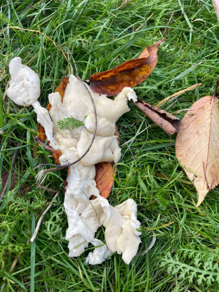 Giftköder-Possible poison bait/mögl. Giftköder-Profilbild