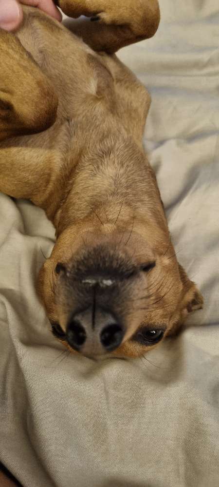 Hundetreffen-Pinschertreffen Bochum und Umgebung-Profilbild