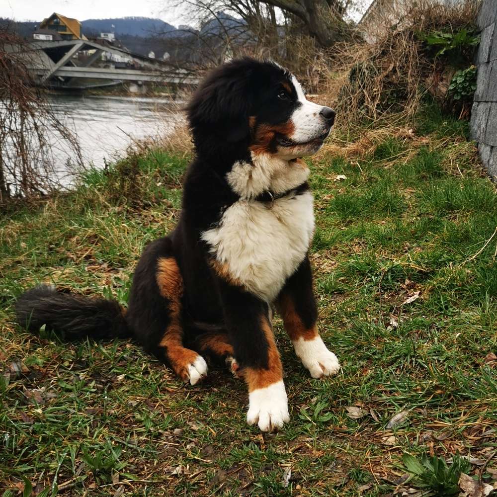 Hundetreffen-Spielen und Gassi gehen in Aarburg / Olten und Umgebung-Profilbild