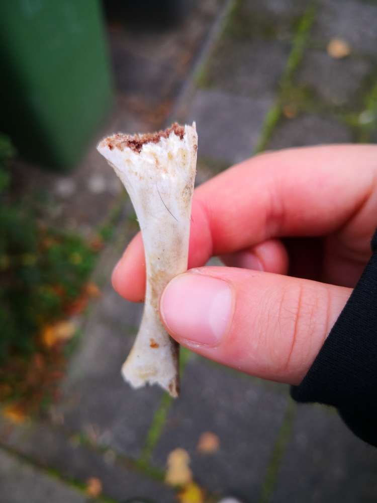 Giftköder-Knochenteile-Profilbild