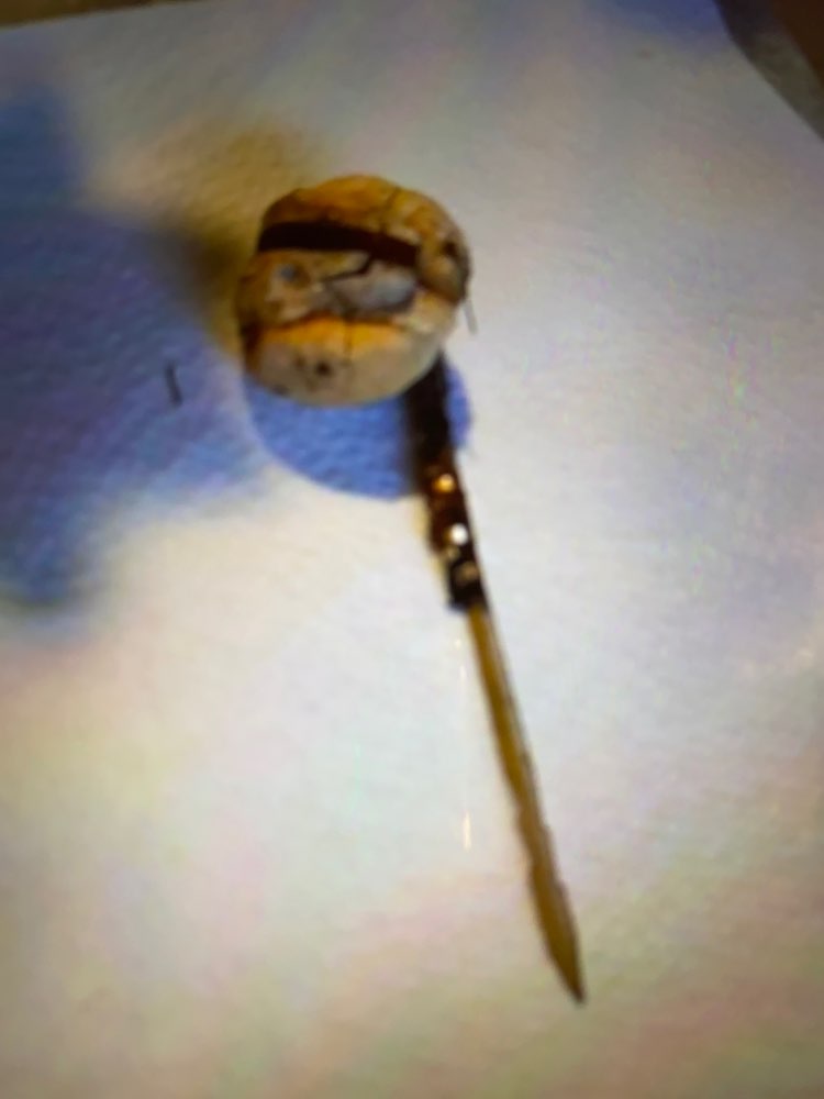 Giftköder-Giftköder-Profilbild